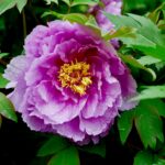 Lavender tree peony